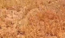 石家庄高邑爆料案件最新,真相渐浮水面，警方全力侦破中